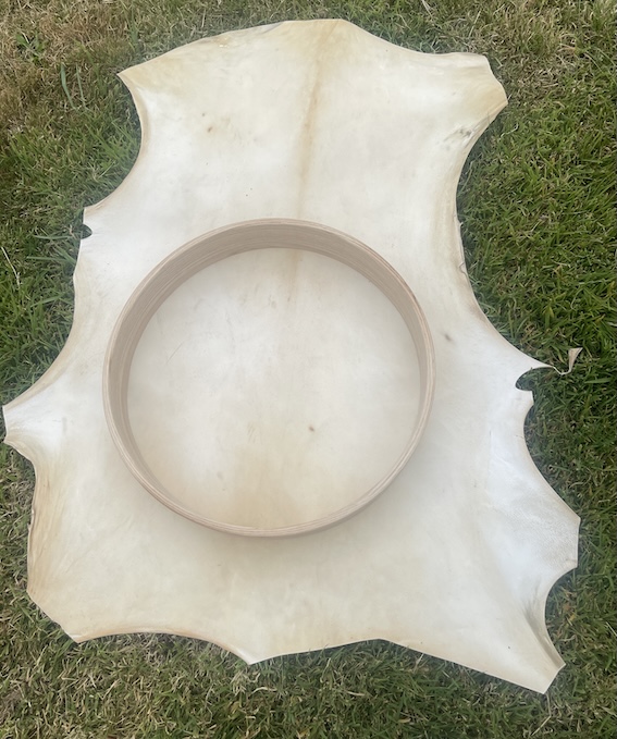 Deer/Stag Hide for drum/rattle making - Image 4