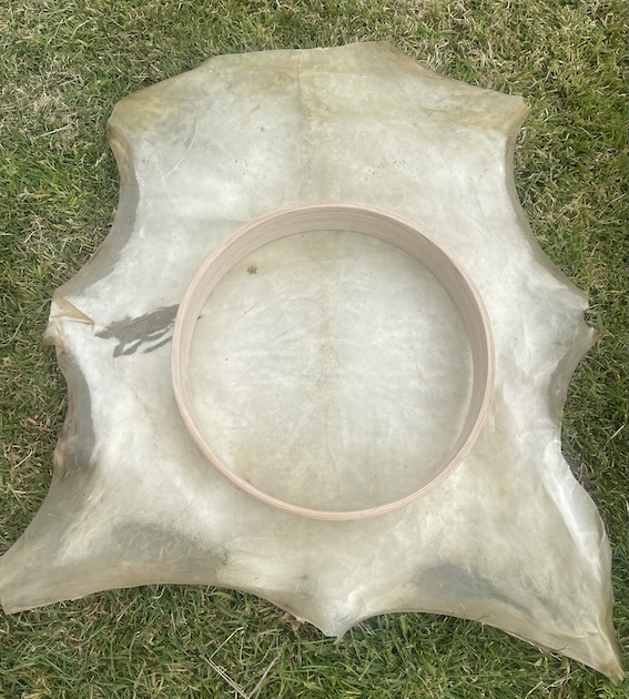 Deer/Stag Hide for drum/rattle making - Image 6