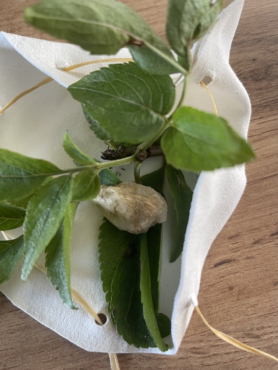 Ascension Drum of Silver Light, 16" Deer Drum, Medicine drum, Willow, Ash and Hazel, Super Full moon drum, Light Worker, Ascension, Moon, Illuminating Moon Drum - Image 4